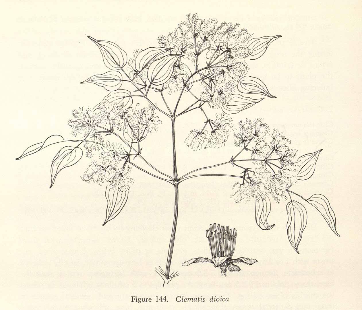 Clematis dioica