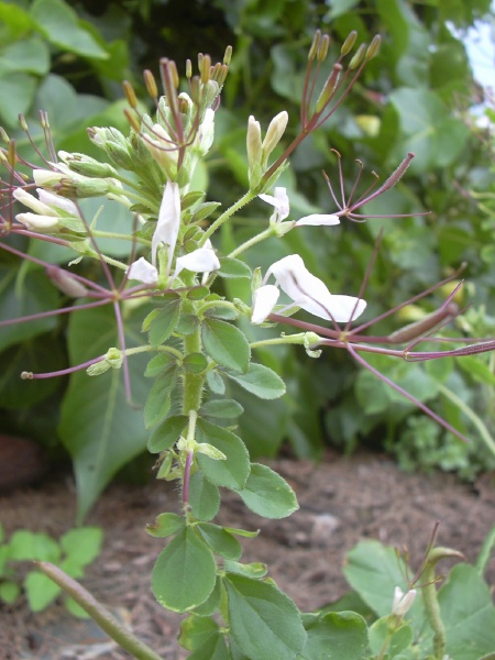 Gynandropsis gynandra