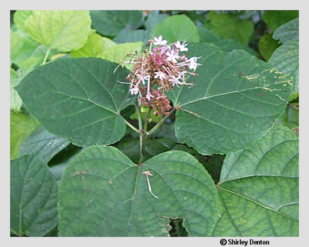 Clerodendrum bungei