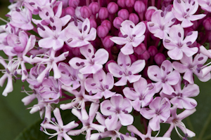 Clerodendrum bungei