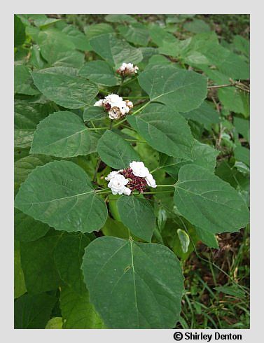 Clerodendrum chinense