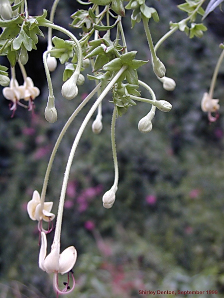 Clerodendrum indicum