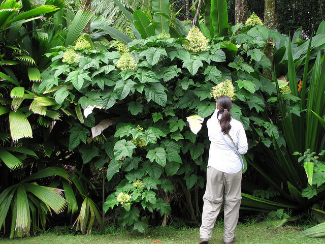 Clerodendrum paniculatum