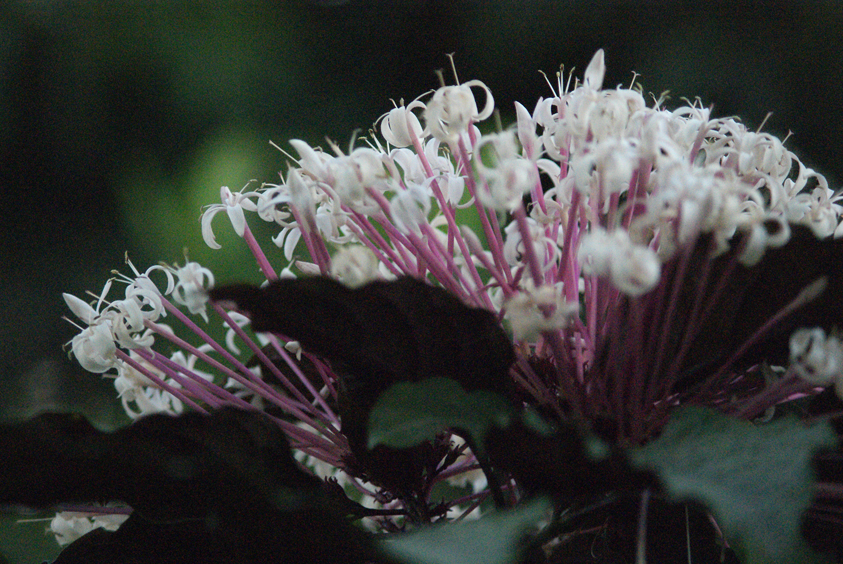 Clerodendrum quadriloculare