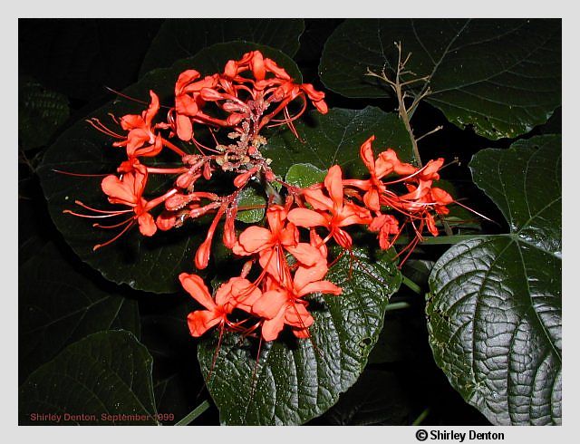 Clerodendrum speciosissimum