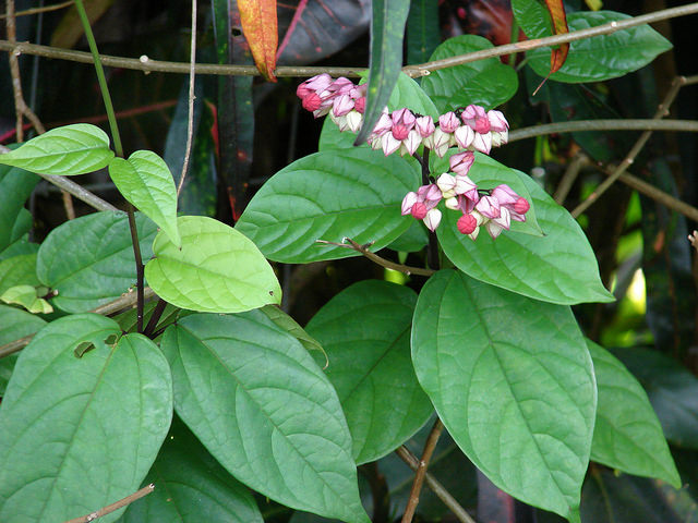 Clerodendrum splendens