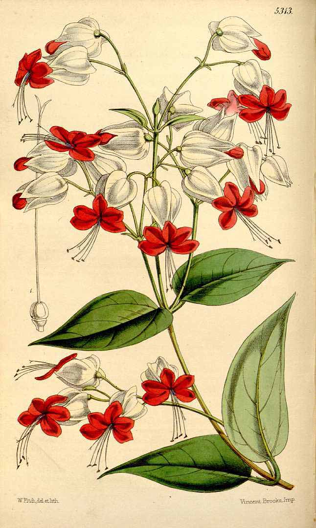 Clerodendrum thomsoniae