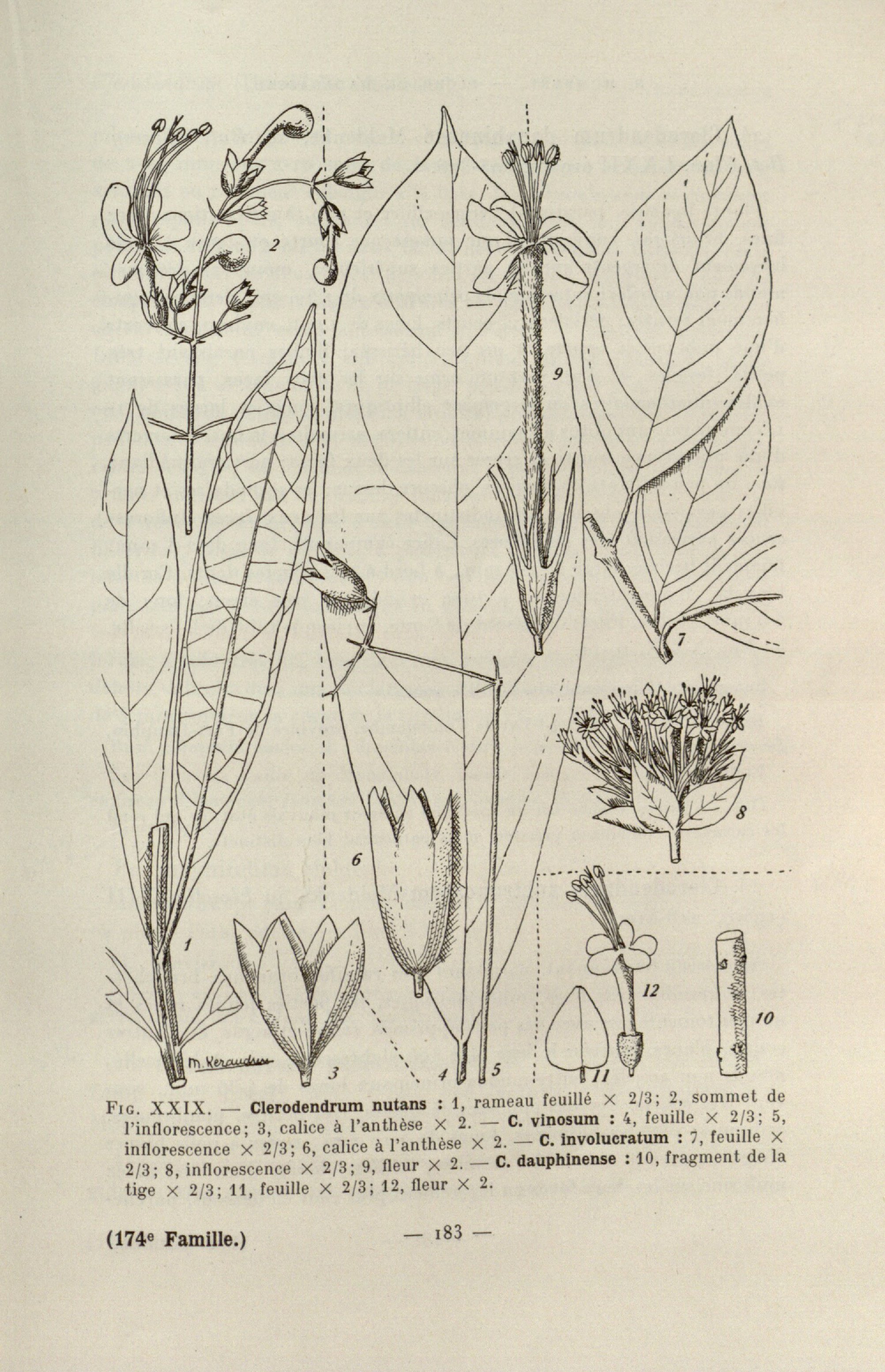 Clerodendrum wallichii