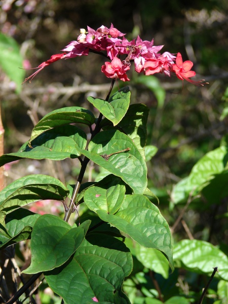 Clerodendrum x speciosum