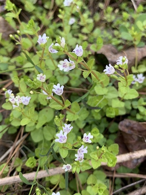 Clinopodium brownei