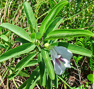 Clitoria laurifolia