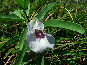 Clitoria laurifolia