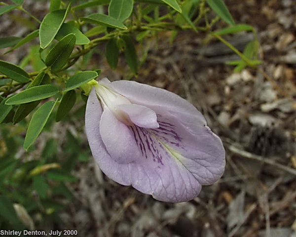 Clitoria mariana