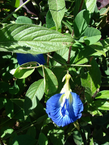 Clitoria ternatea