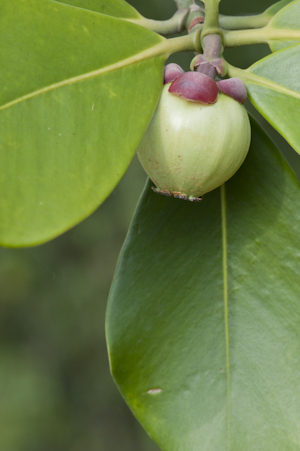 Clusia rosea