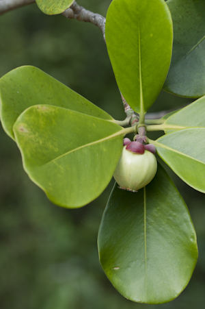 Clusia rosea