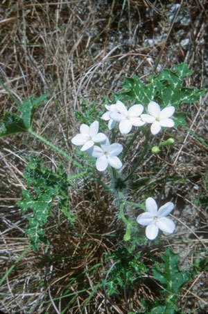 Cnidoscolus stimulosus