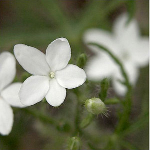 Cnidoscolus stimulosus