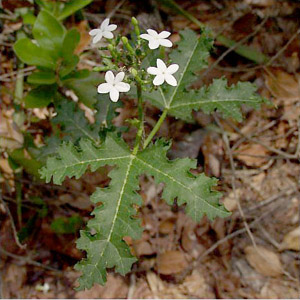 Cnidoscolus stimulosus