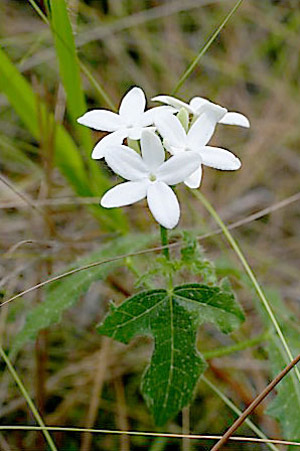 Cnidoscolus stimulosus