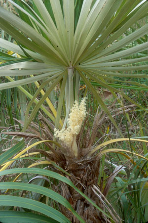 Coccothrinax argentata