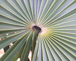 Coccothrinax argentata