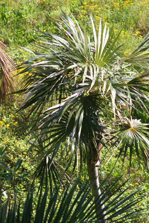 Coccothrinax argentata