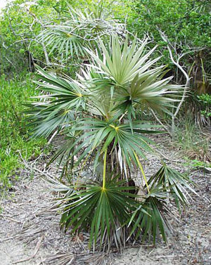 Coccothrinax argentata