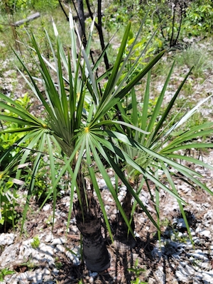 Coccothrinax argentata