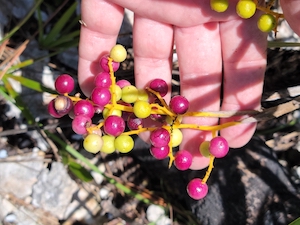 Coccothrinax argentata