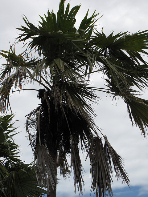 Coccothrinax barbadensis