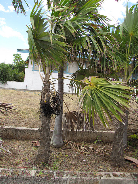 Coccothrinax barbadensis