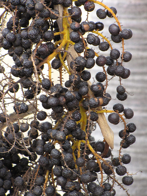 Coccothrinax barbadensis