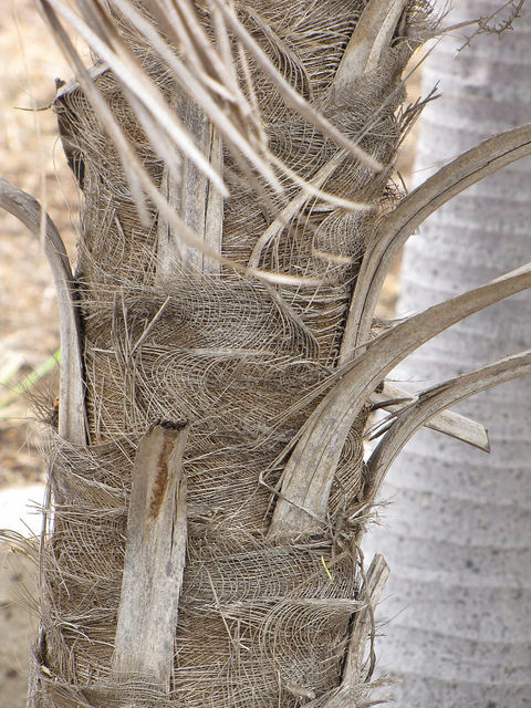 Coccothrinax barbadensis