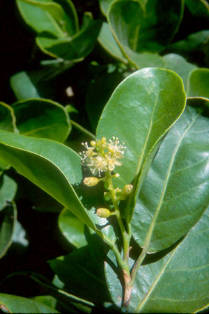 Coccoloba diversifolia