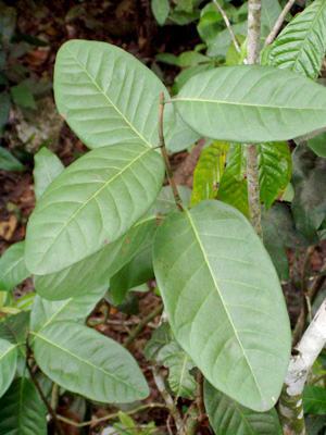 Coccoloba diversifolia