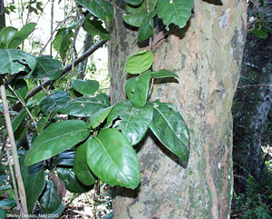 Coccoloba diversifolia