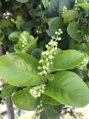 Coccoloba diversifolia