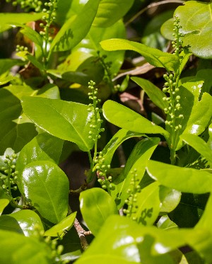 Coccoloba diversifolia