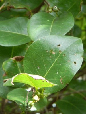 Coccoloba krugii