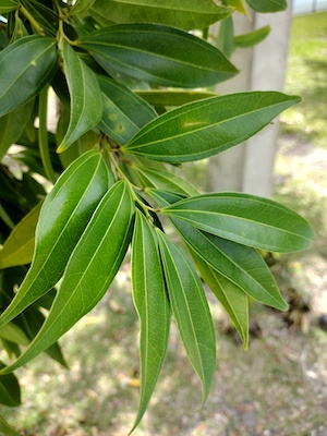 Cocculus laurifolius