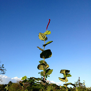 Coccoloba rugosa