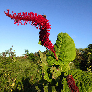 Coccoloba rugosa