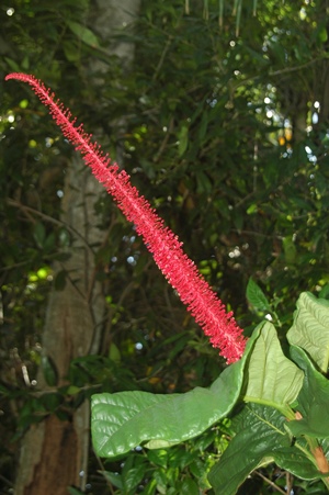 Coccoloba rugosa