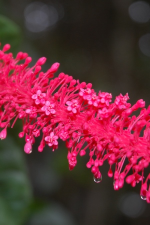 Coccoloba rugosa