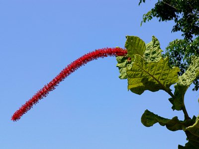 Coccoloba rugosa