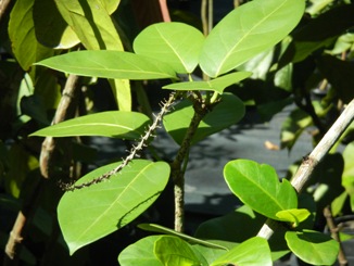 Coccoloba sintenisii