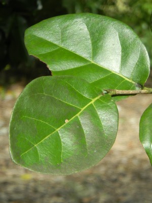 Coccoloba tenuifolia