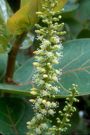 Coccoloba uvifera