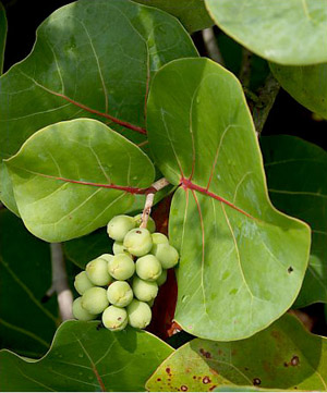 Coccoloba uvifera